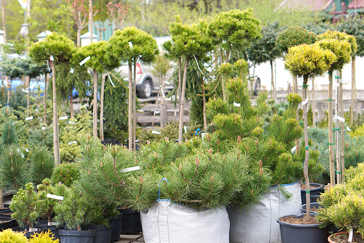 Spring is the best time to plants to get a start on the growning season. Plus you will be the talk of the town with the most beautiful curb appeal.